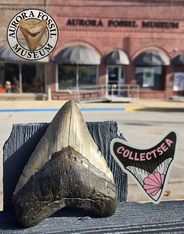 2025 End-Of-Year Meg Raffle