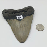 Meg Teeth