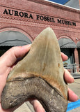 2023 End-Of-Year C. megalodon Fundraiser