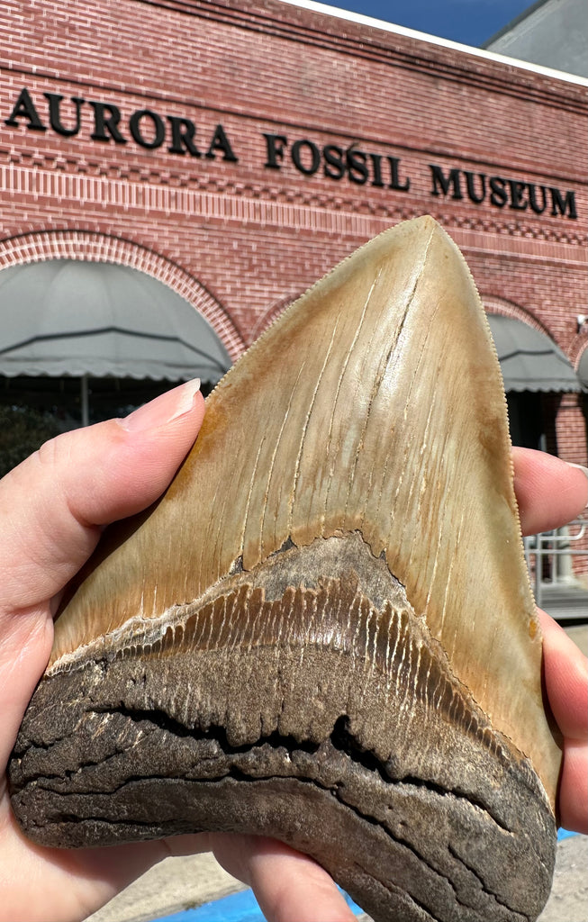 2023 End-Of-Year C. megalodon Fundraiser