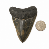 Meg Teeth