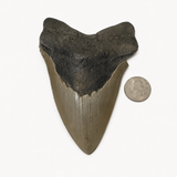 Meg Teeth