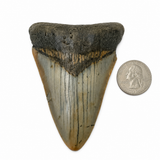 Meg Teeth
