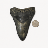 Meg Teeth