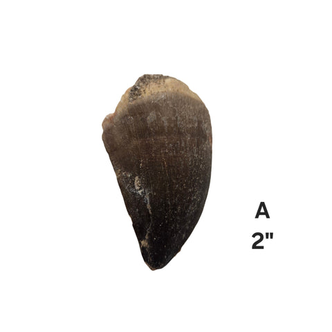 Mosasaur Tooth