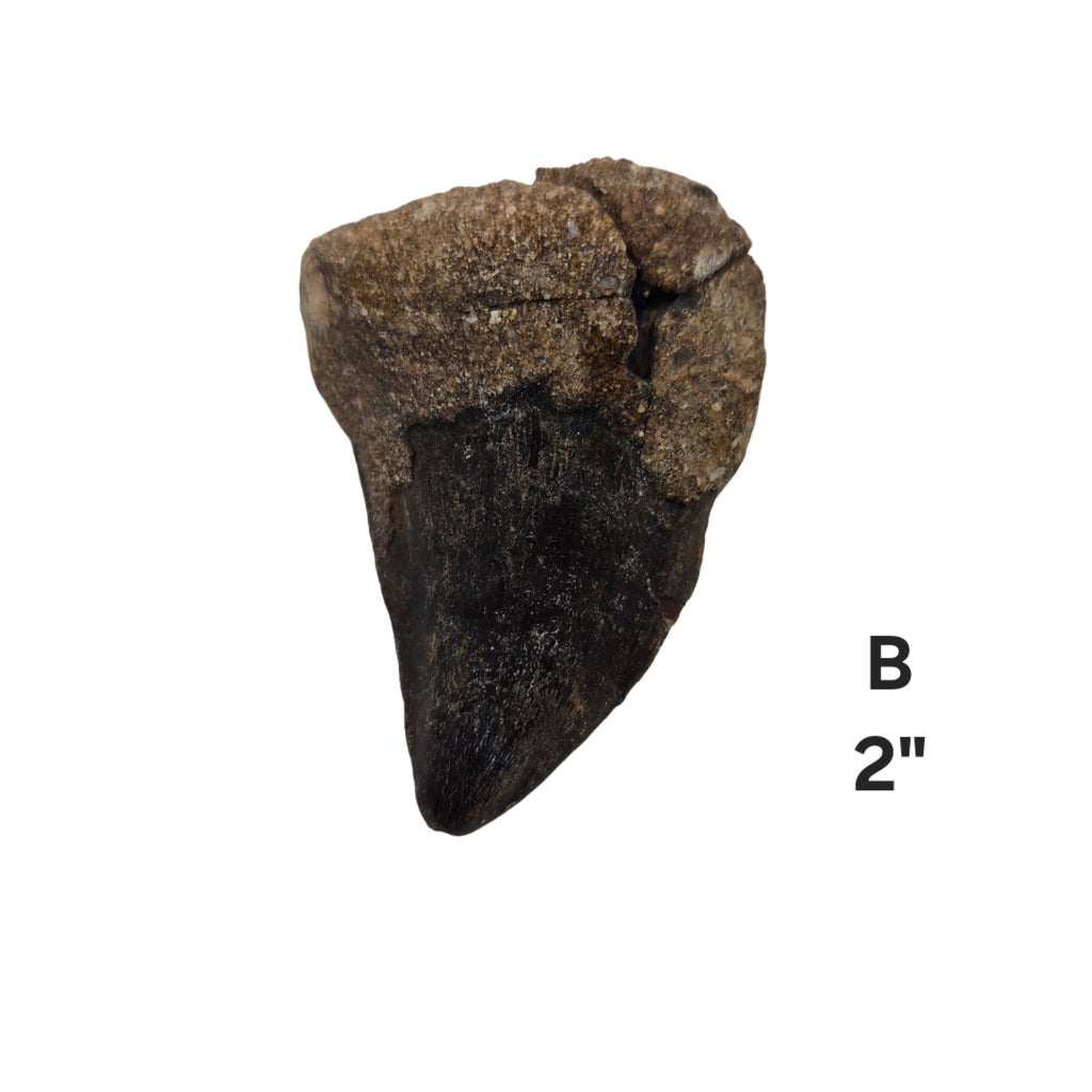 Mosasaur Tooth