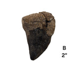 Mosasaur Tooth