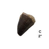 Mosasaur Tooth