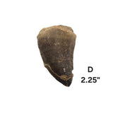 Mosasaur Tooth