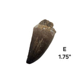Mosasaur Tooth