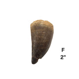 Mosasaur Tooth