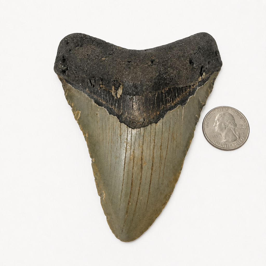 Meg Teeth