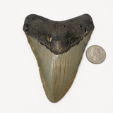 Meg Teeth