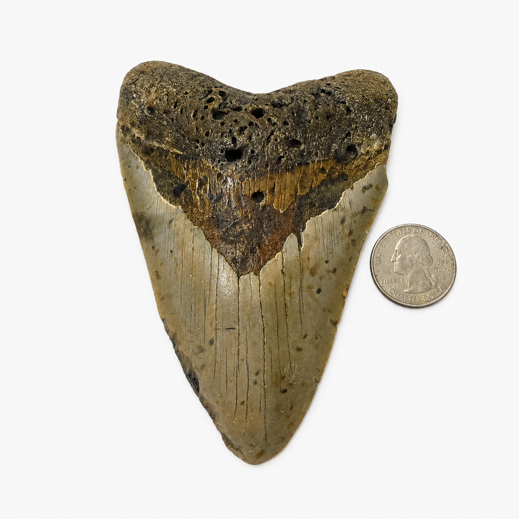 Meg Teeth