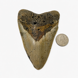 Meg Teeth