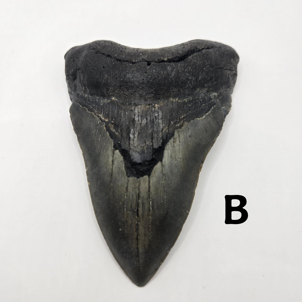 Meg Teeth