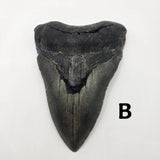 Meg Teeth