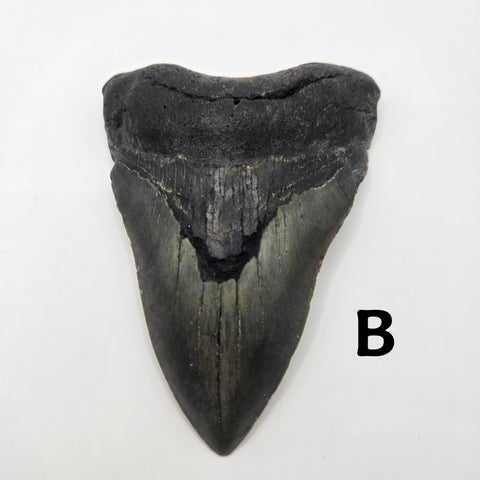 Meg Teeth