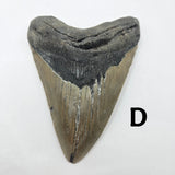 Meg Teeth