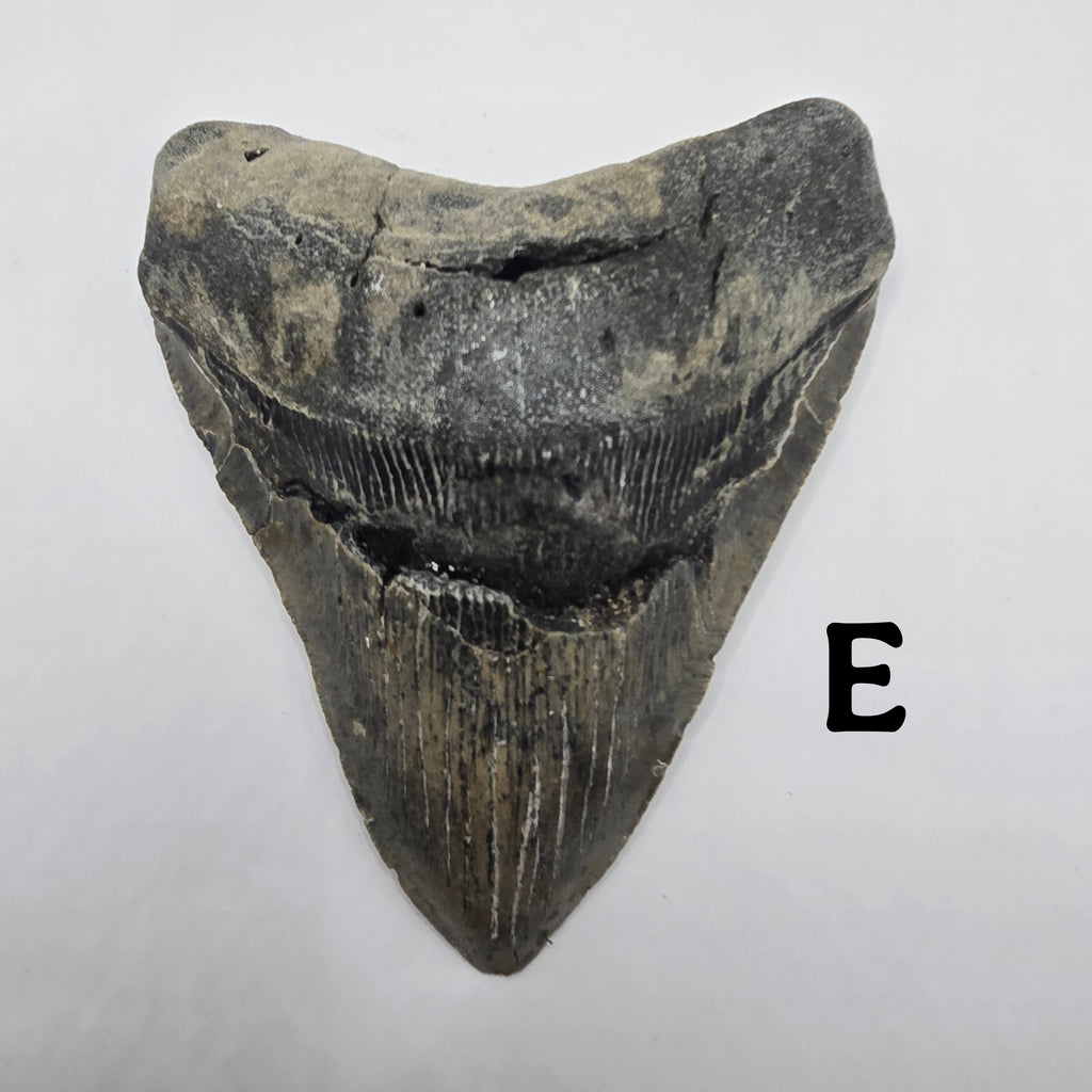 Meg Teeth