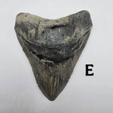 Meg Teeth