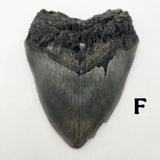 Meg Teeth