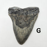 Meg Teeth
