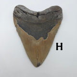 Meg Teeth