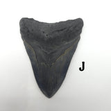 Meg Teeth