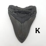 Meg Teeth