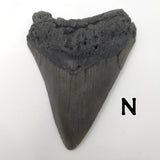 Meg Teeth