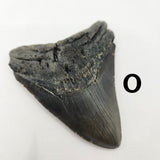 Meg Teeth