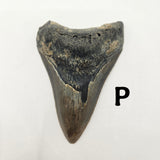 Meg Teeth