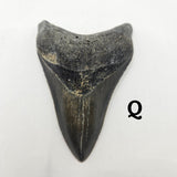 Meg Teeth