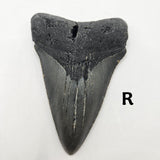 Meg Teeth