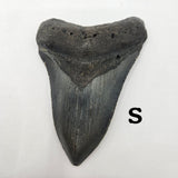 Meg Teeth