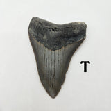 Meg Teeth