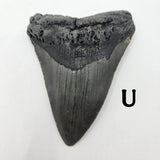 Meg Teeth