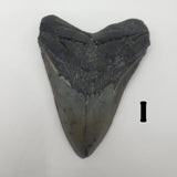 Meg Teeth