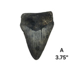 Meg Teeth