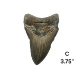 Meg Teeth