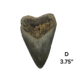 Meg Teeth