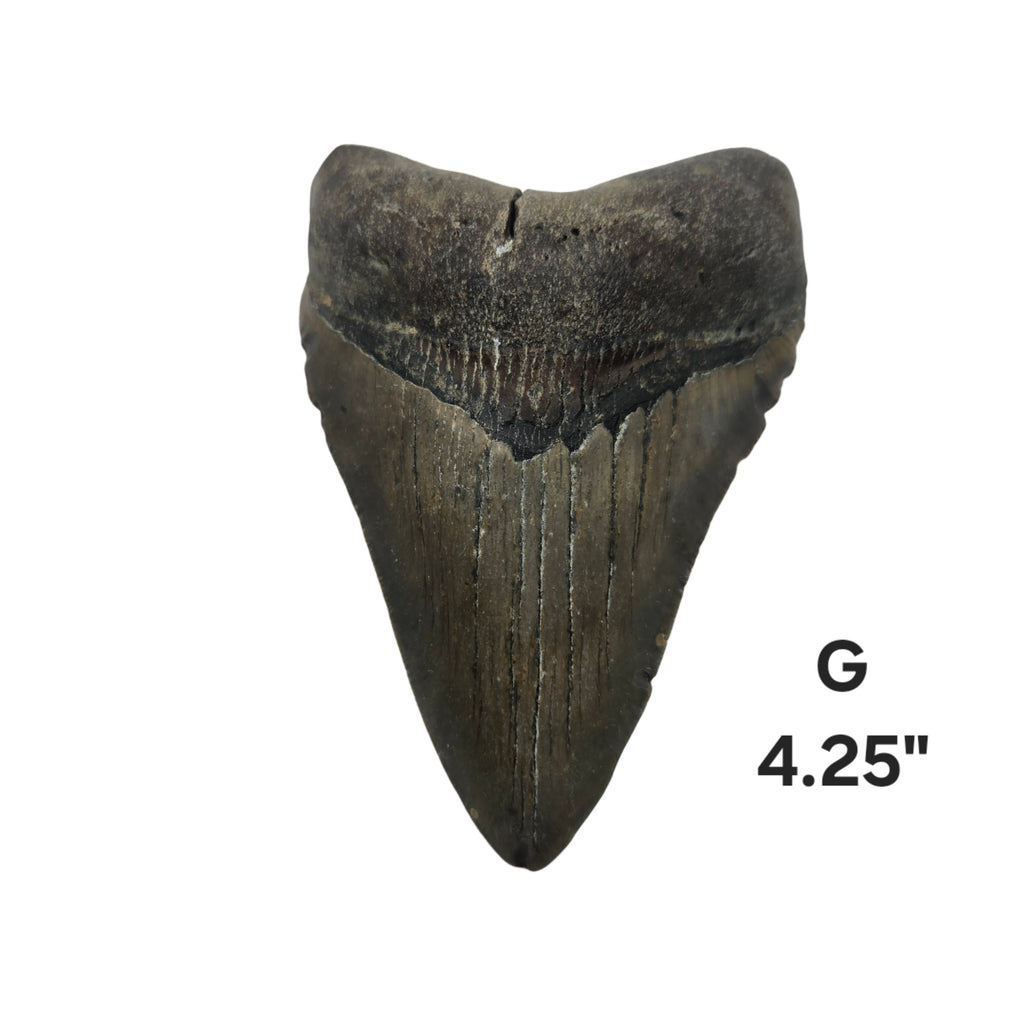 Meg Teeth