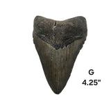 Meg Teeth