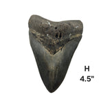 Meg Teeth