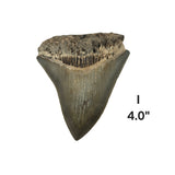 Meg Teeth