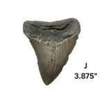 Meg Teeth