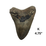Meg Teeth