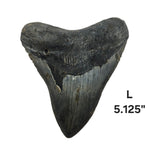Meg Teeth