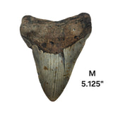 Meg Teeth